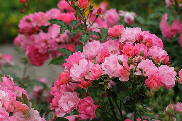 Comment choisir la bonne machine à laver pour votre maison